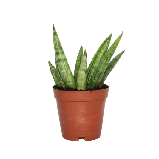 Sansevieria Hedgehog
