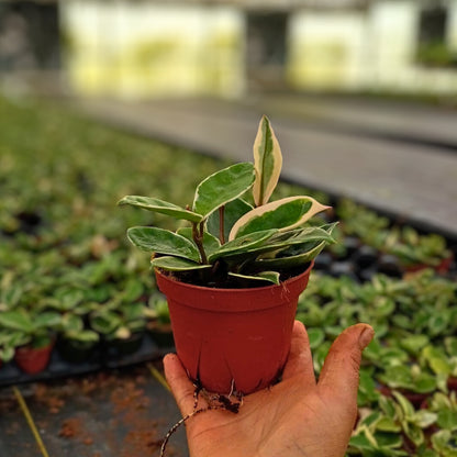 4” Hoya Albo Carnosa