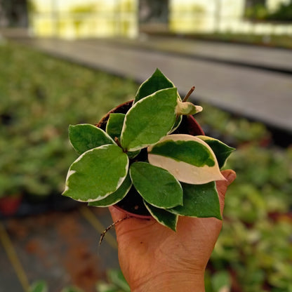 4” Hoya Albo Carnosa