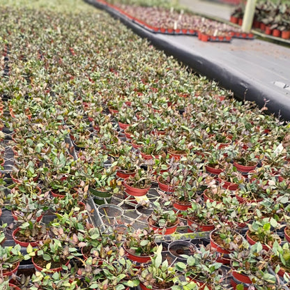 4” Hoya Krohniana Black