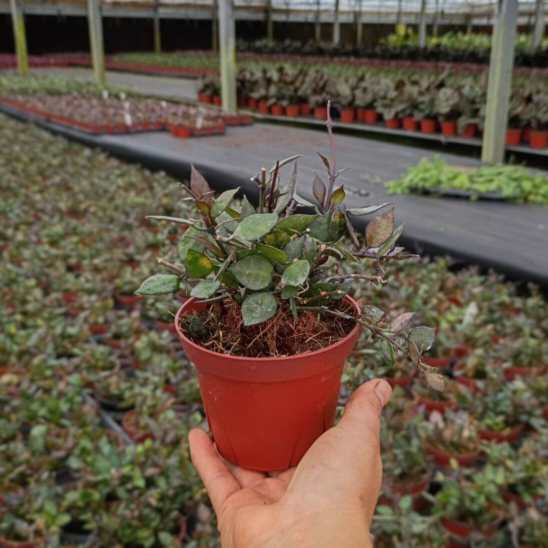 4” Hoya Krohniana Black