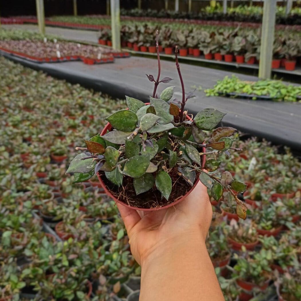 4” Hoya Krohniana Black