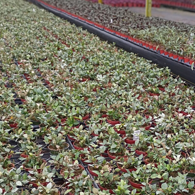 4” Hoya Krohniana Silver Splash