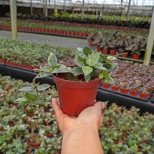 4” Hoya Krohniana Silver Splash