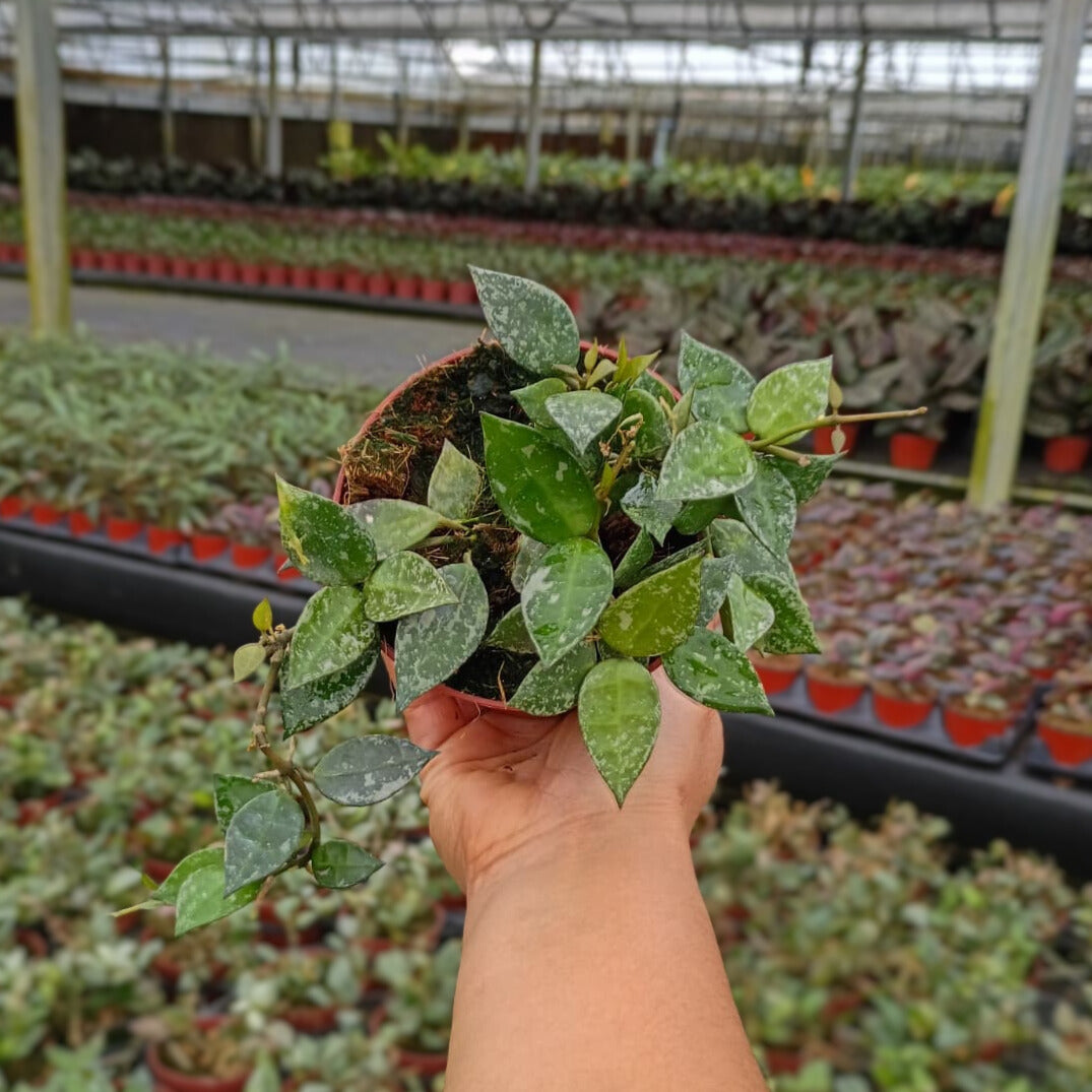 4” Hoya Krohniana Silver Splash