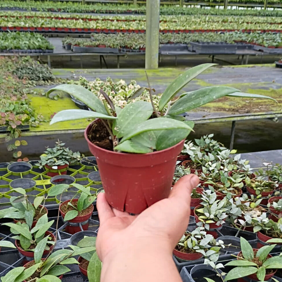 4” Hoya Pallida Bogor