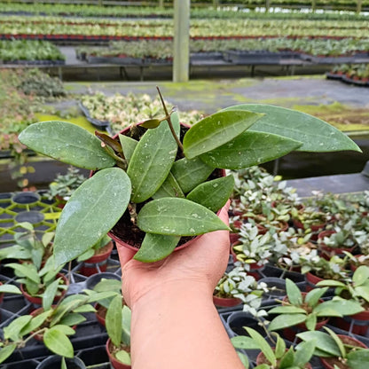 4” Hoya Pallida Bogor