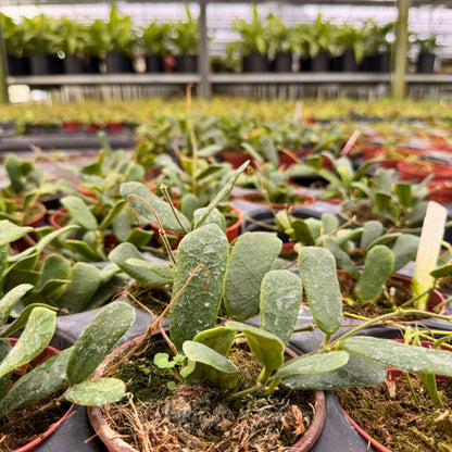 4” Hoya Rotundifolia