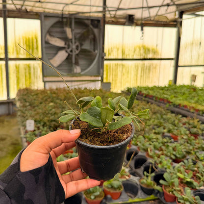 4” Hoya Rotundifolia