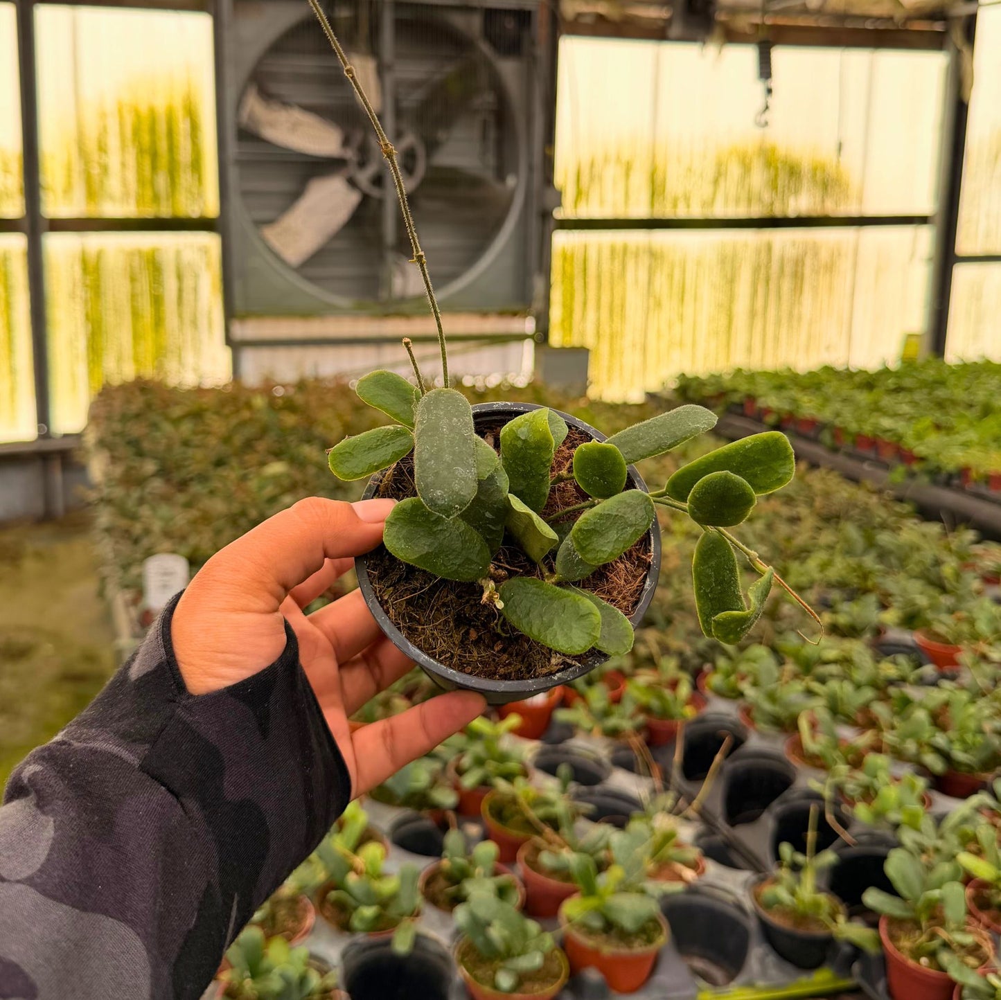 4” Hoya Rotundifolia
