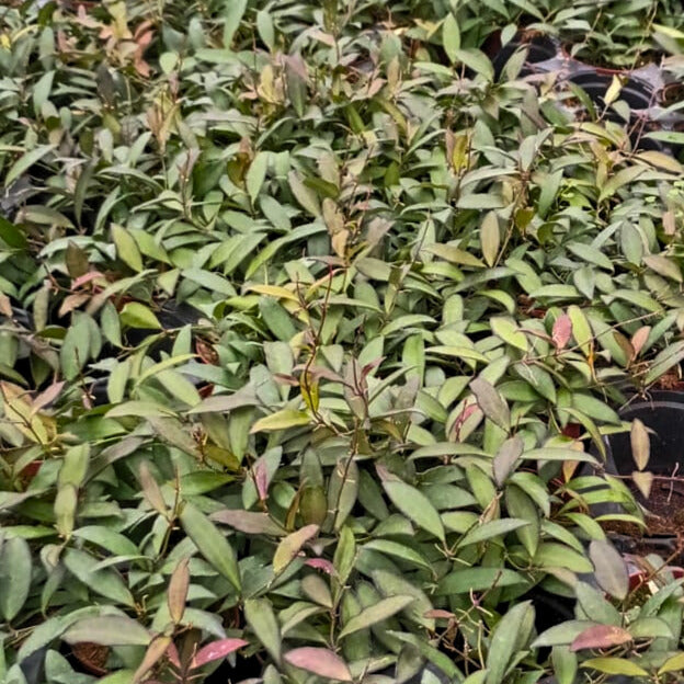 4” Hoya Wayetti Green