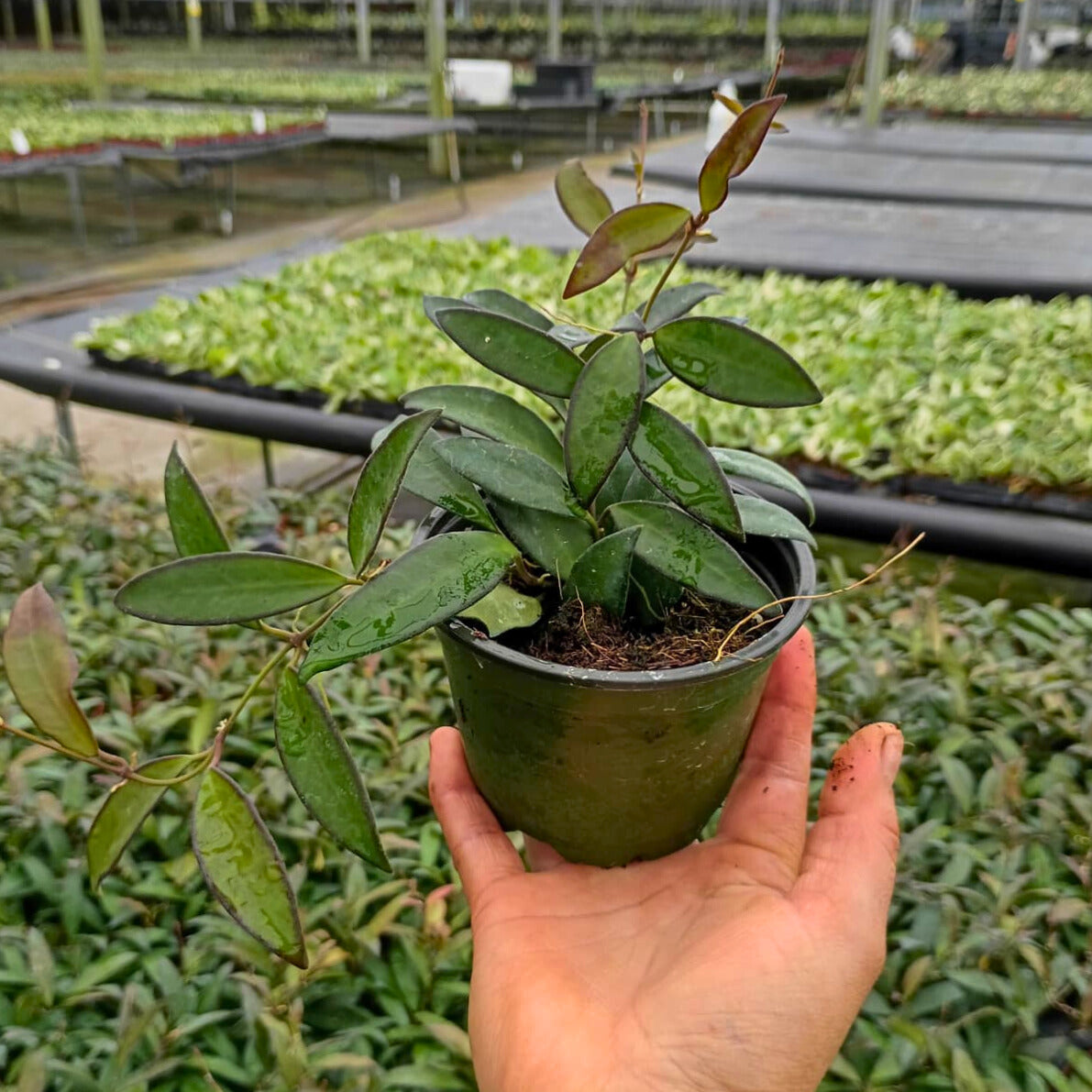 4” Hoya Wayetti Green