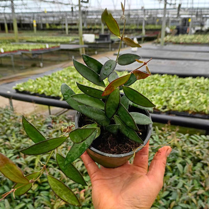 4” Hoya Wayetti Green