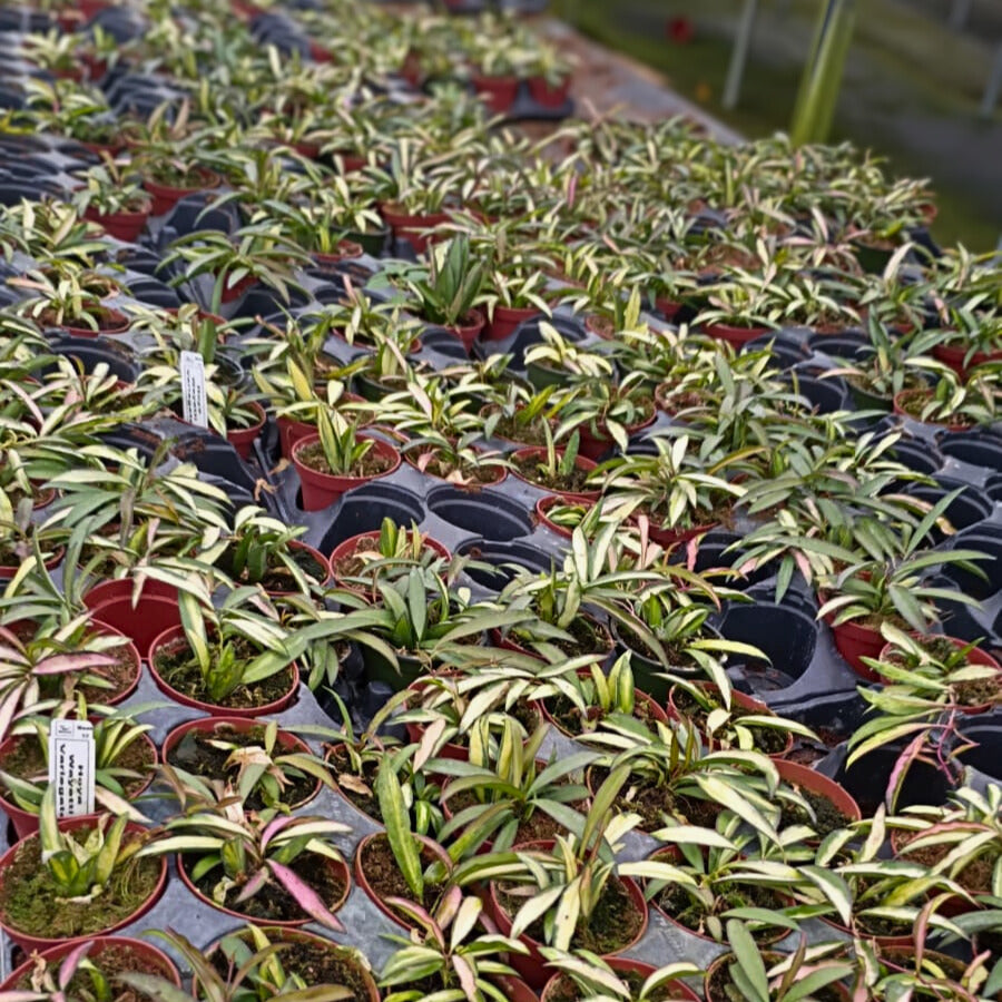 4” Hoya Wayetti Varigated