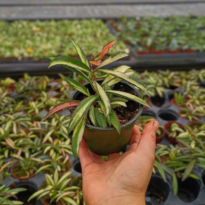4” Hoya Wayetti Varigated