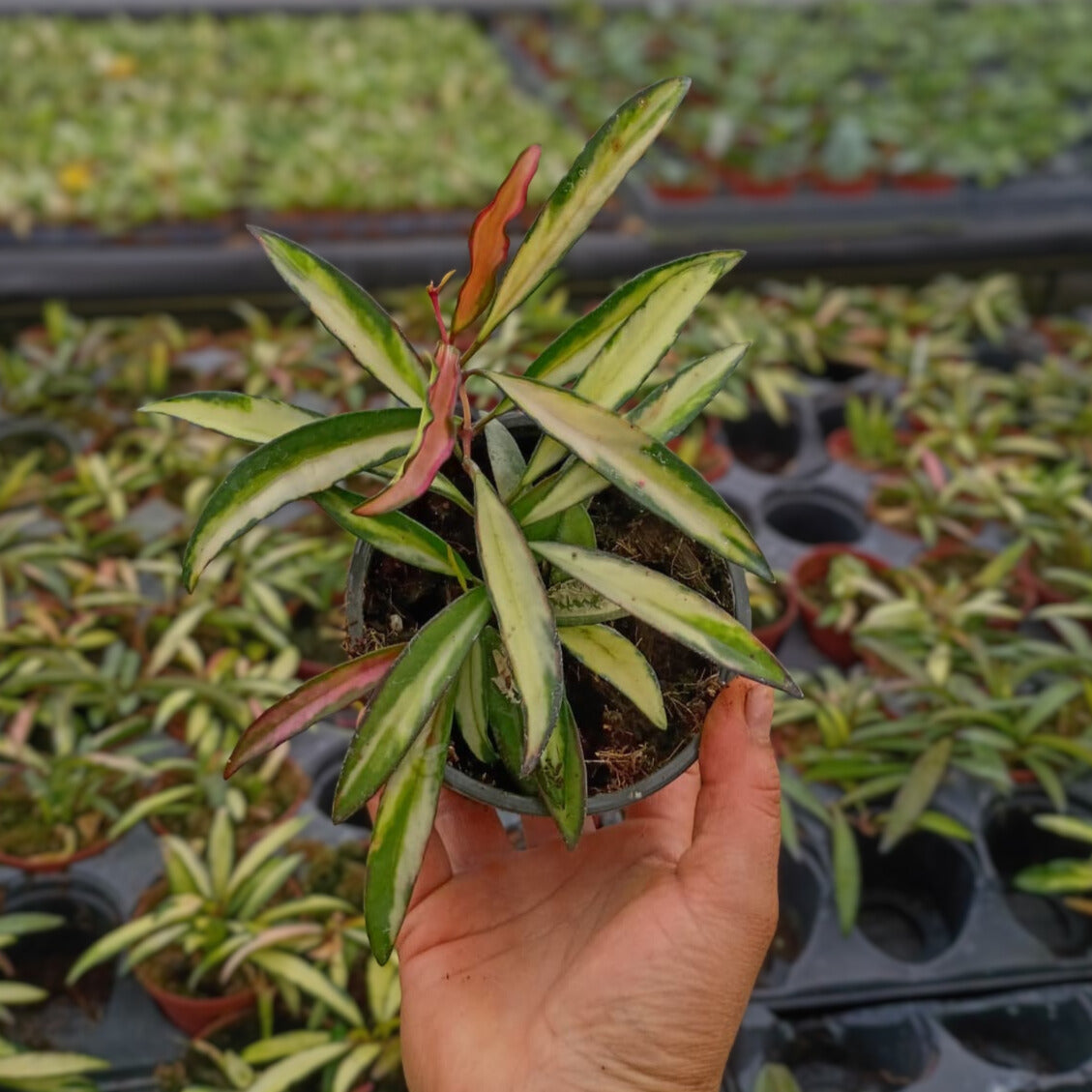4” Hoya Wayetti Varigated