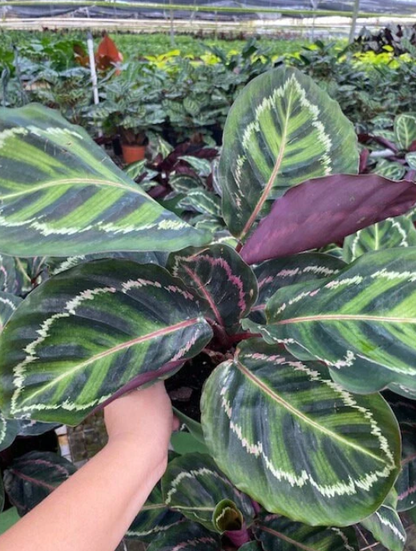 4" Calathea Rosceapicta Ilustris