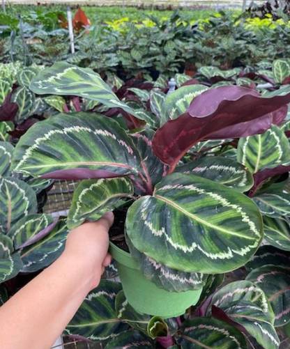 4" Calathea Rosceapicta Ilustris