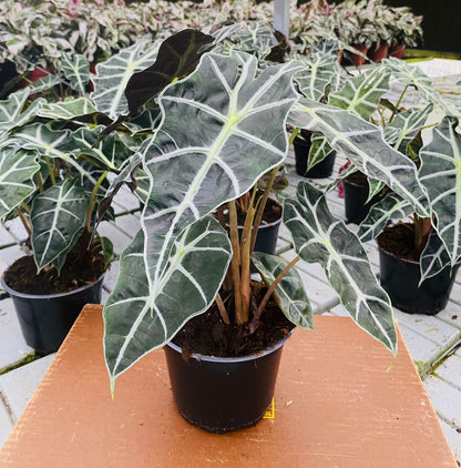 8” Alocasia Dwarf/ Polly