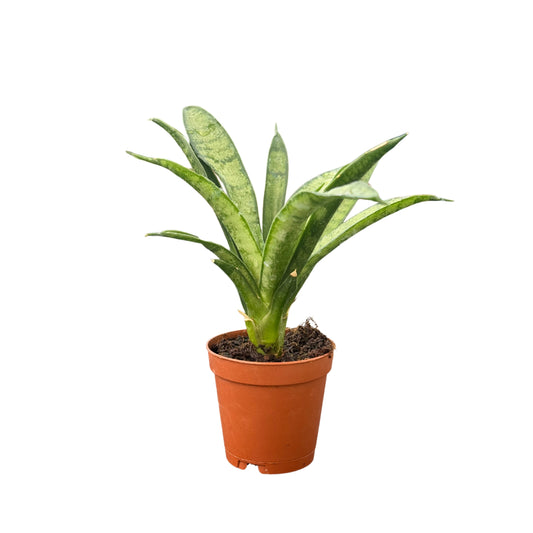 Sansevieria Lilliput