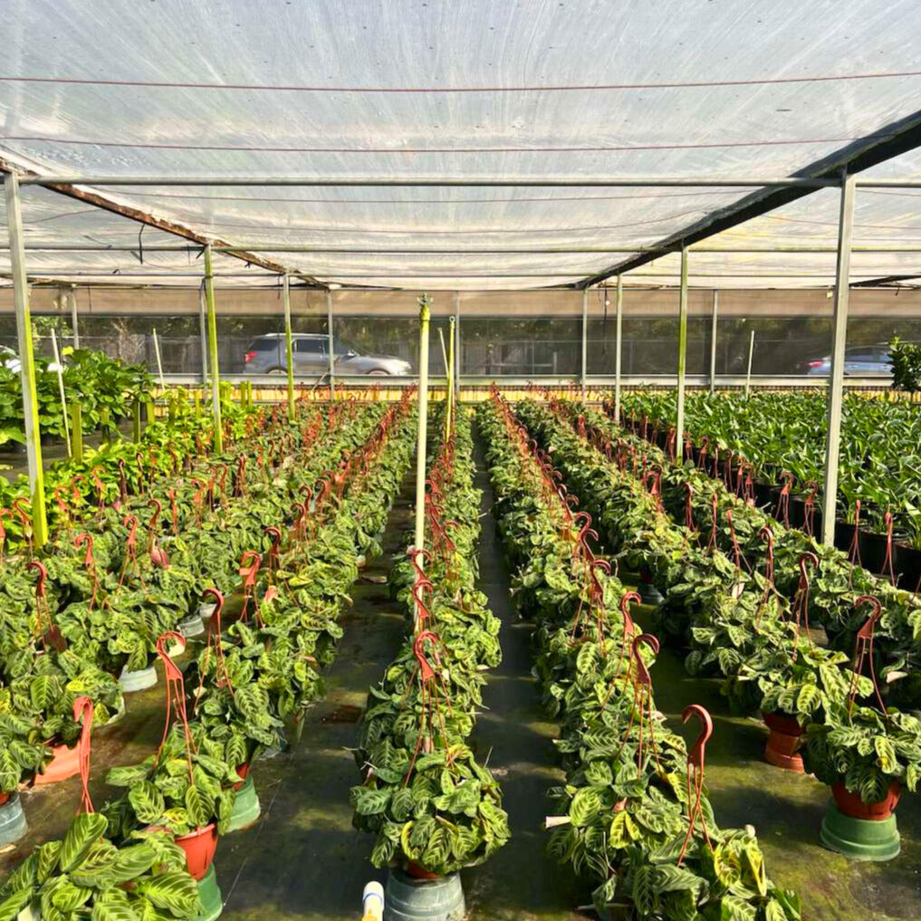 8” Maranta 'Cat Moustache' H.B