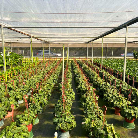 8” Maranta 'Cat Moustache' H.B