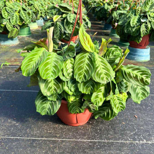 8” Maranta 'Cat Moustache' H.B