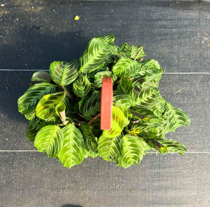 8” Maranta 'Cat Moustache' H.B