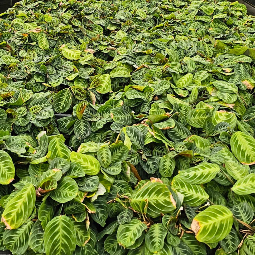 4” Maranta leuconeura 'Cat Moustache'