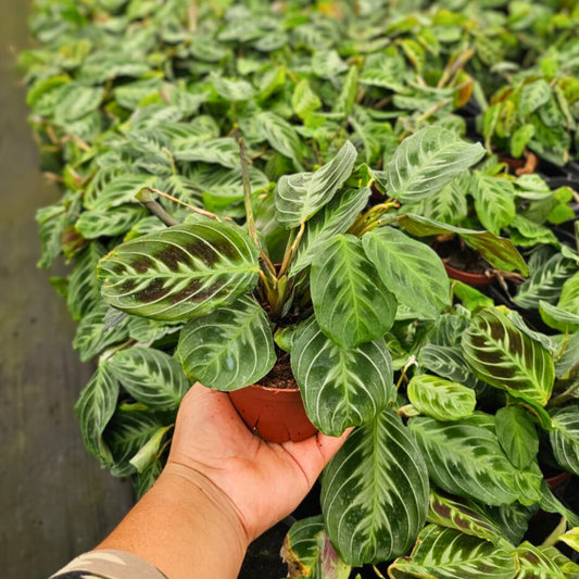 4” Maranta leuconeura 'Cat Moustache'