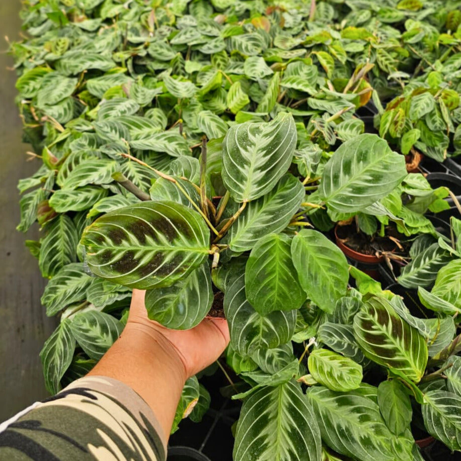 4” Maranta leuconeura 'Cat Moustache'