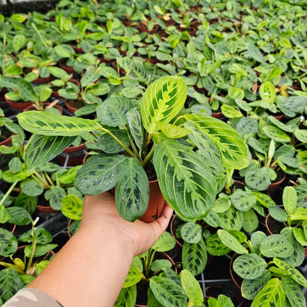 4" Maranta leuconeura 'Marisela'
