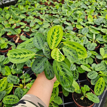 4" Maranta leuconeura 'Marisela'