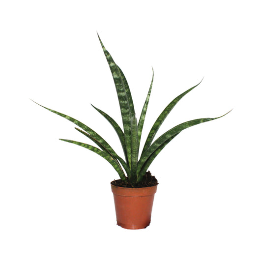 Sansevieria Mikado Punk