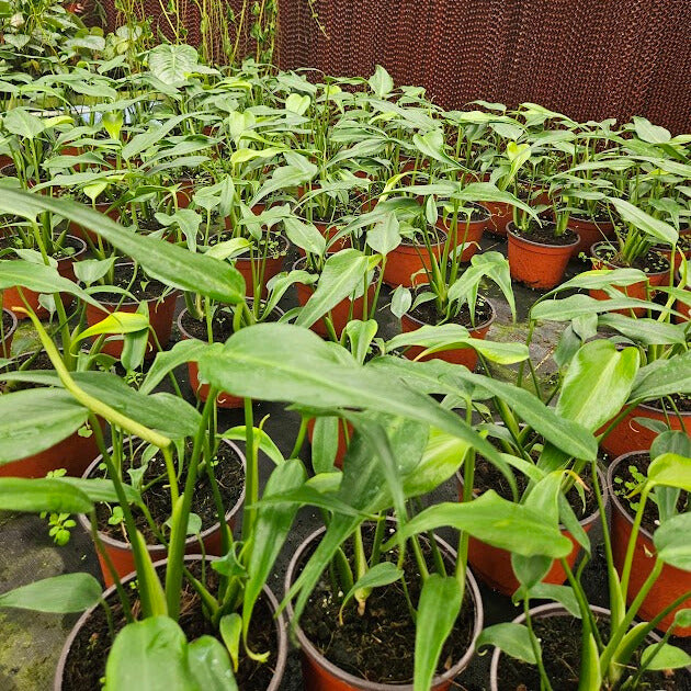 6" Monstera Burle Marx Flame