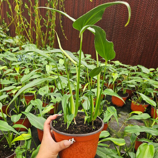 6" Monstera Burle Marx Flame