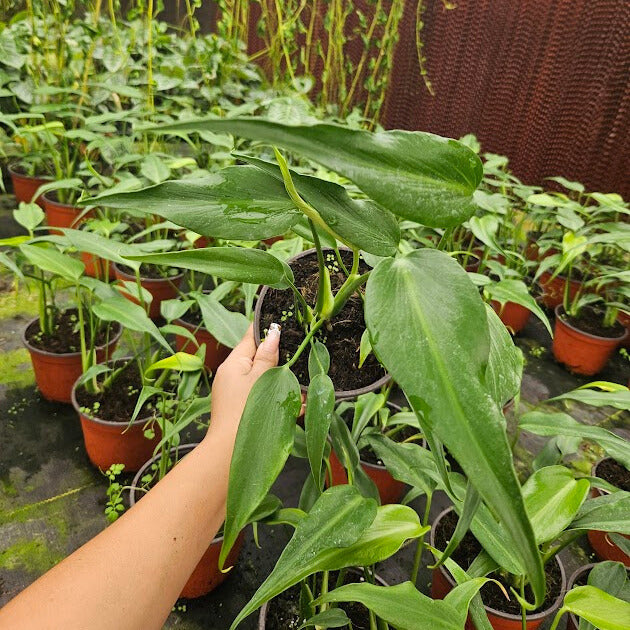 6" Monstera Burle Marx Flame