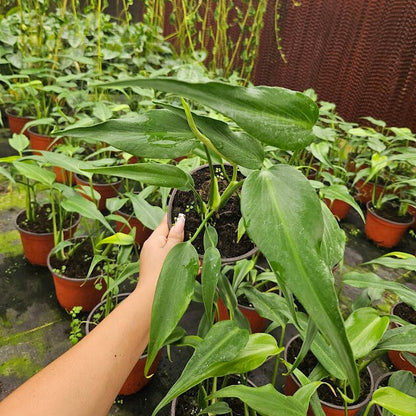 6" Monstera Burle Marx Flame