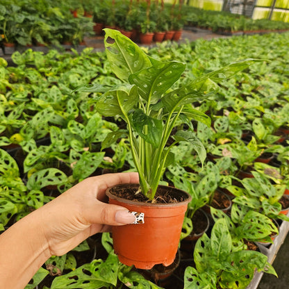 4” Monstera Swiss Cheese