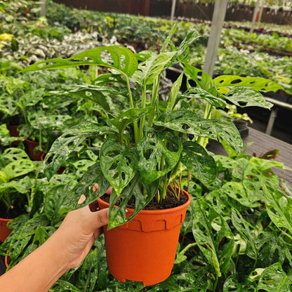 6" Monstera Swiss Cheese