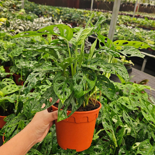 6" Monstera Swiss Cheese