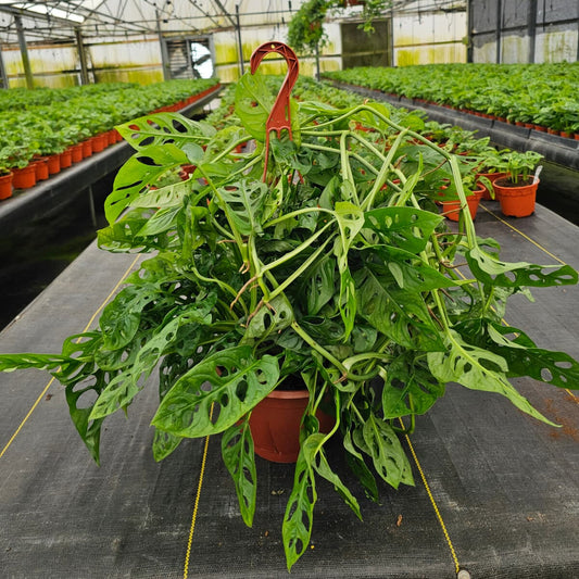 8” Swiss Cheese H.B