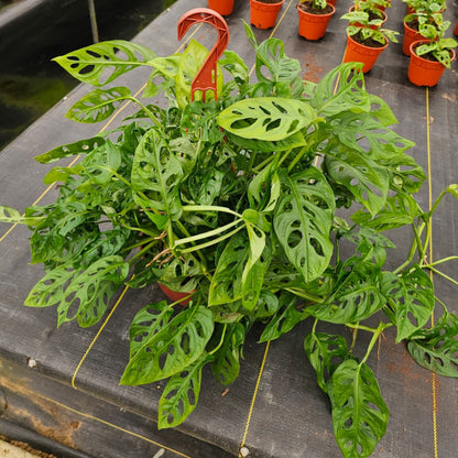 8” Swiss Cheese H.B