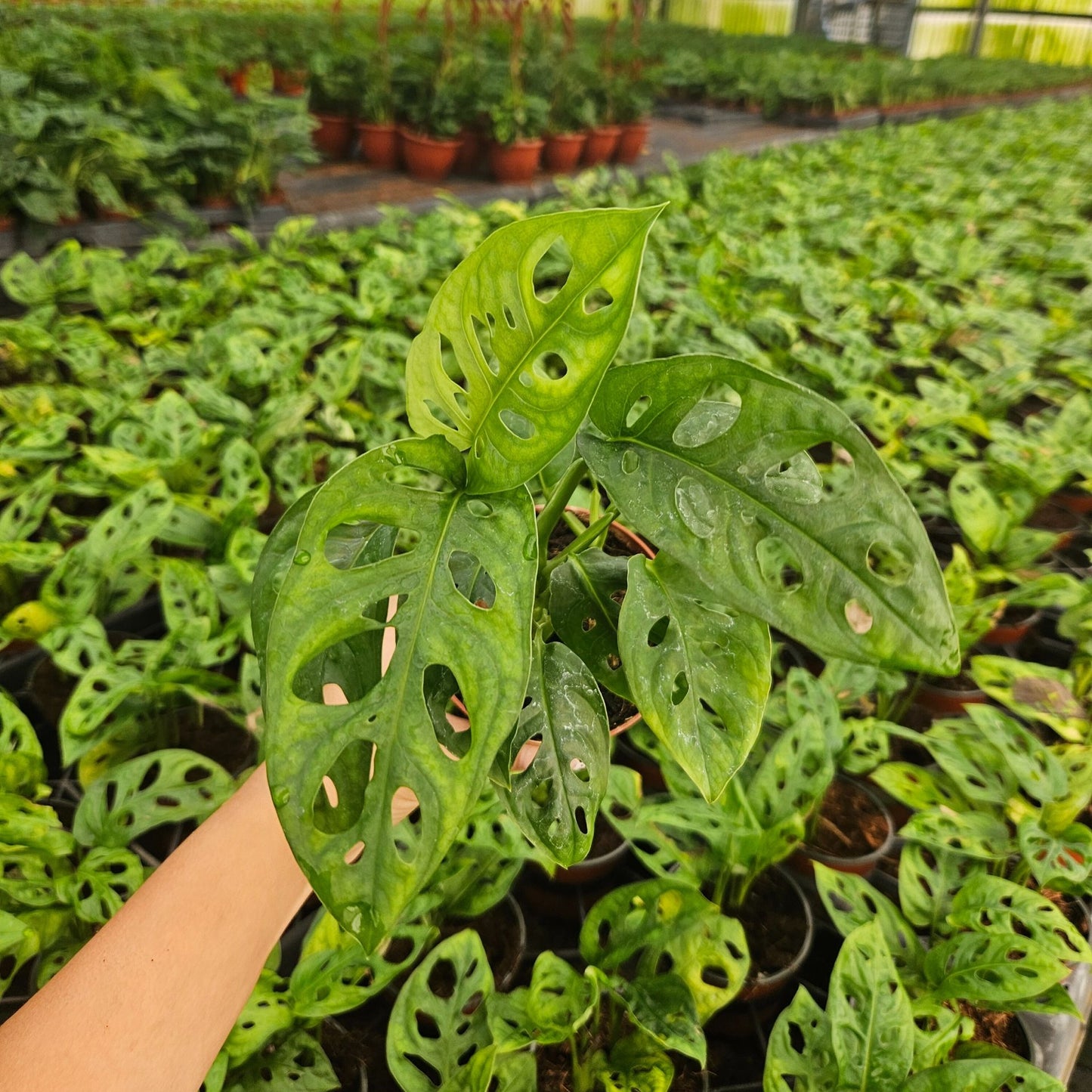 4” Monstera Swiss Cheese