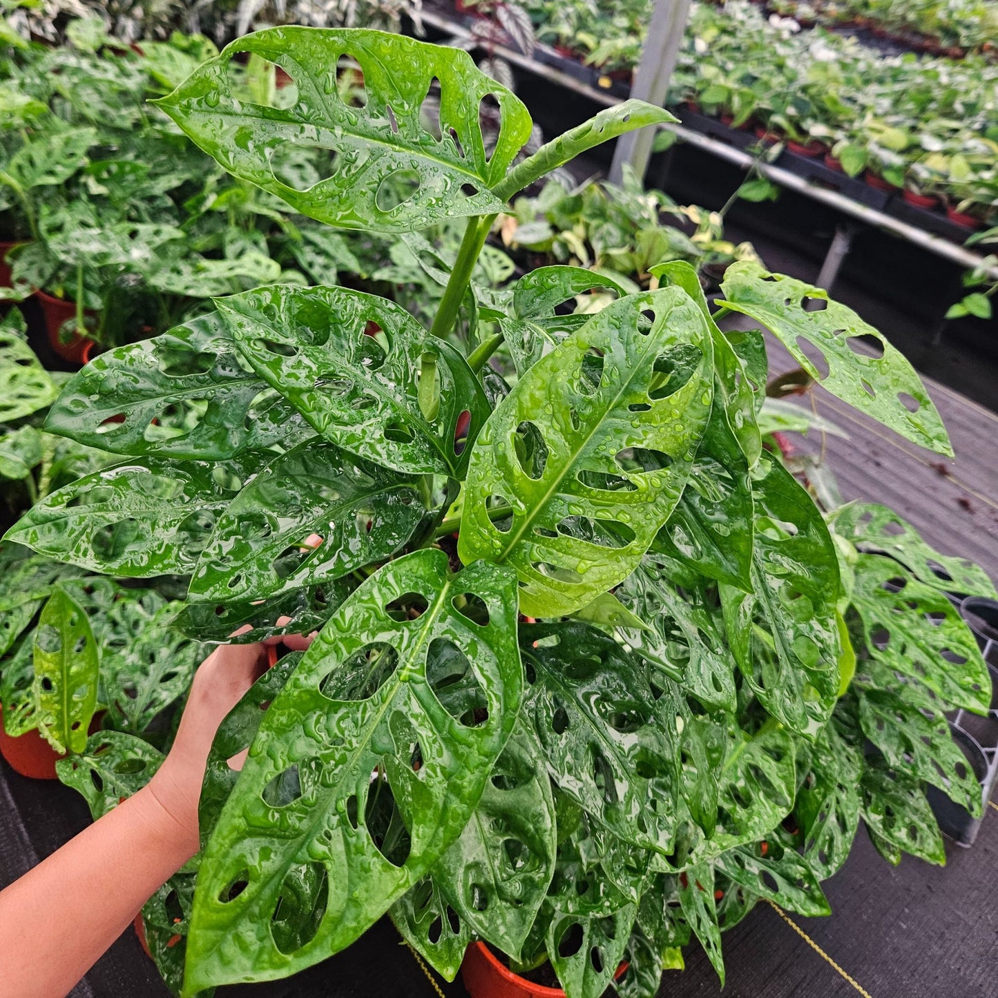 6" Monstera Swiss Cheese
