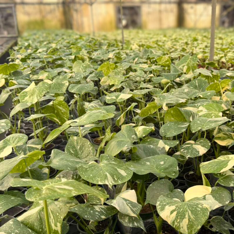 4” Monstera Thai Constellation