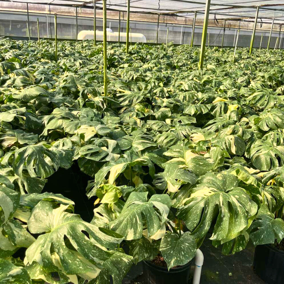 10" Monstera Thai Constellation