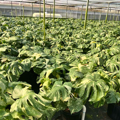 10" Monstera Thai Constellation