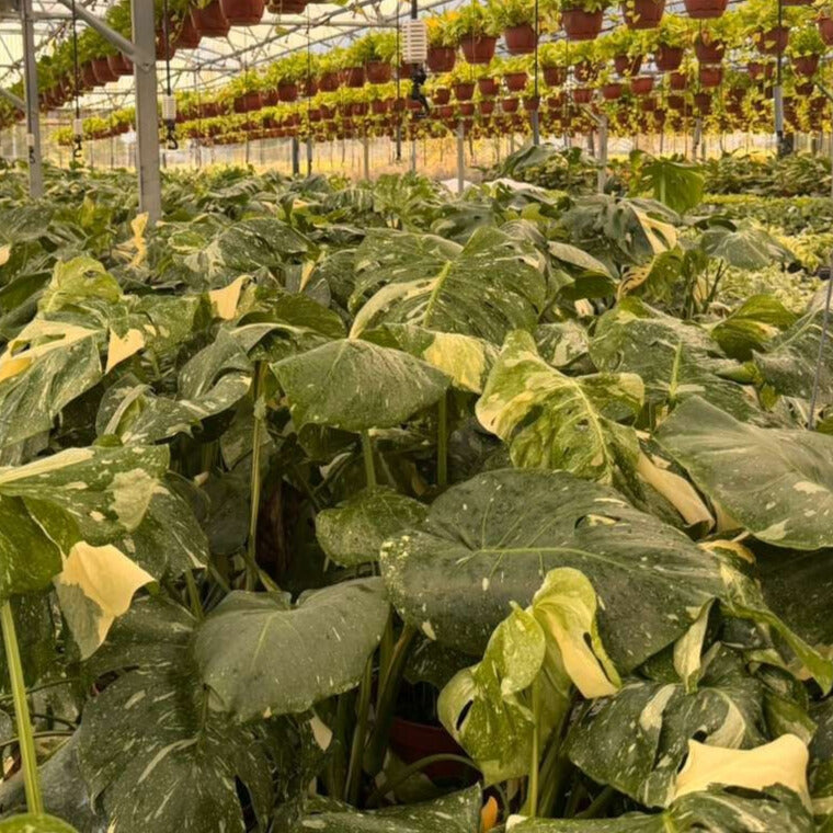 8" Monstera Thai Constellation