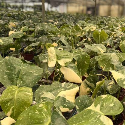 6" Monstera Thai Constellation